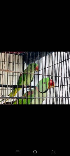 raw parrots