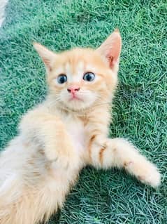 beautiful Persian ginger color kitten