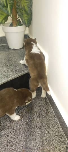 husky puppy for sale