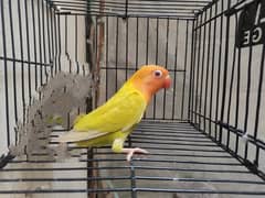 Love bird