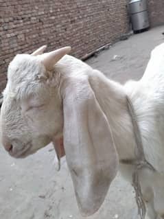 White desi Bakra for sale