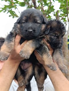 German shepherd | GSD puppies | security dogs |long coat puppys