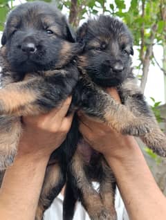 German shepherd Dog | GSD puppies |  German shepherd puppys