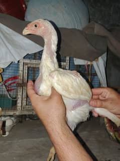 White o shamo chick's