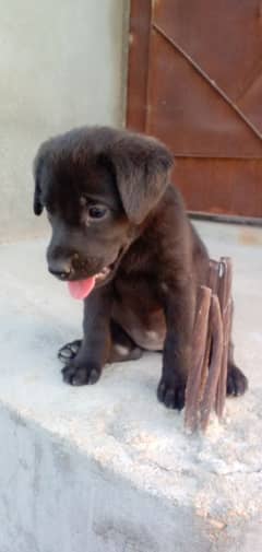 Labrador retriever puppy British Labrador