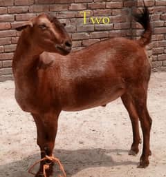 Teeda