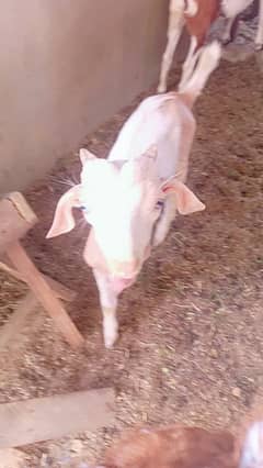 deddy