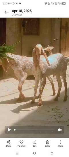 active heathy outclass makhi cheena pair