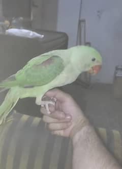 Raw,Pahari, alexandrine.