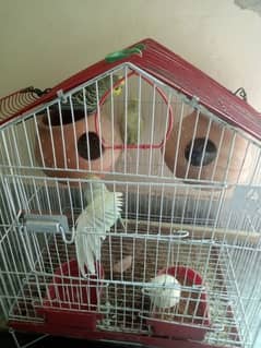 Budgie birds for sale unday wali jorian hain