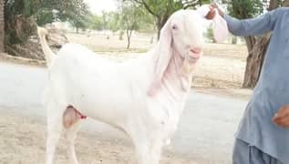 2 dant Bakra qurbani ke liye urgent for sale. 03433066498