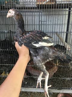 Thai aseel pair are available