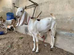 2 Daant Bakry Available