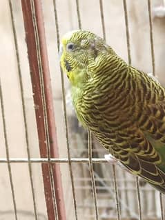 Australian, budgies total 9 pcs