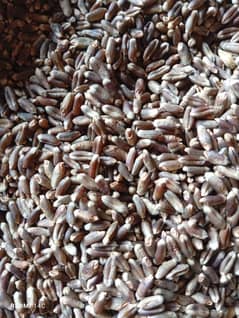 Black Wheat