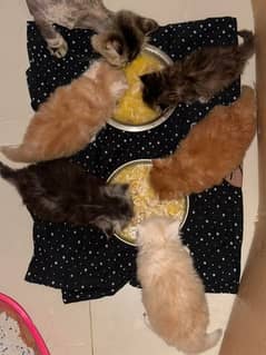 triple coat Persian kittens available playing and healthy