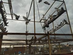 high flying pigeons for sale