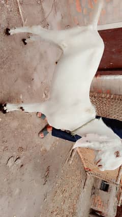 Qurbany Ka baqra