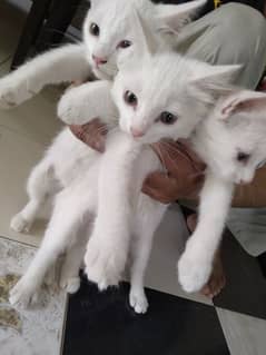 three persian cat