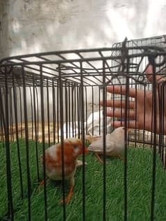 Finches And King Budgies