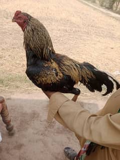 murga from sele