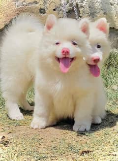 Russian Pair | Russian Pink Nose puppy for sale