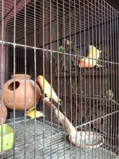 Cage Breeder pair commen Latino red eyes 1 pastel with cage