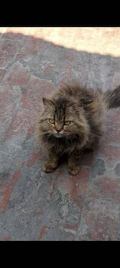 Male