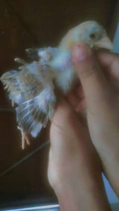 asseel chicks