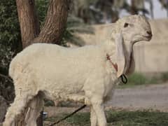 Kajla Chatra | Qurbani Sheep | Dumba Bakra Goat for Sale