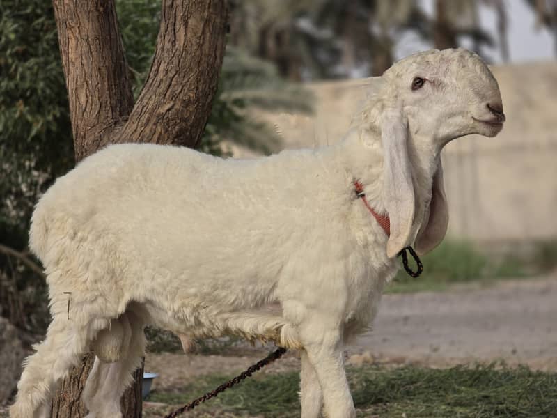 Kajla Chatra | Qurbani Sheep | Dumba Bakra Goat for Sale 0