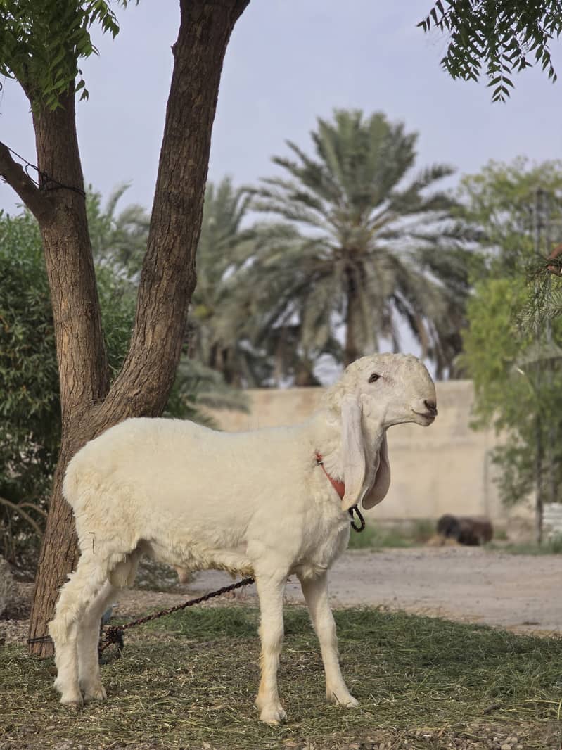 Kajla Chatra | Qurbani Sheep | Dumba Bakra Goat for Sale 1