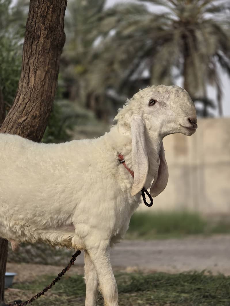 Kajla Chatra | Qurbani Sheep | Dumba Bakra Goat for Sale 2