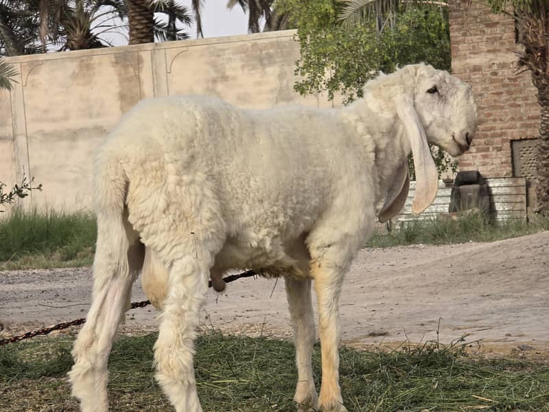 Kajla Chatra | Qurbani Sheep | Dumba Bakra Goat for Sale 3