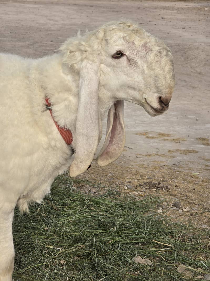Kajla Chatra | Qurbani Sheep | Dumba Bakra Goat for Sale 4