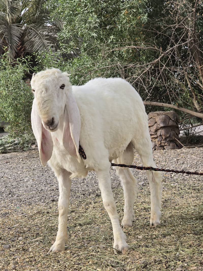 Kajla Chatra | Qurbani Sheep | Dumba Bakra Goat for Sale 5