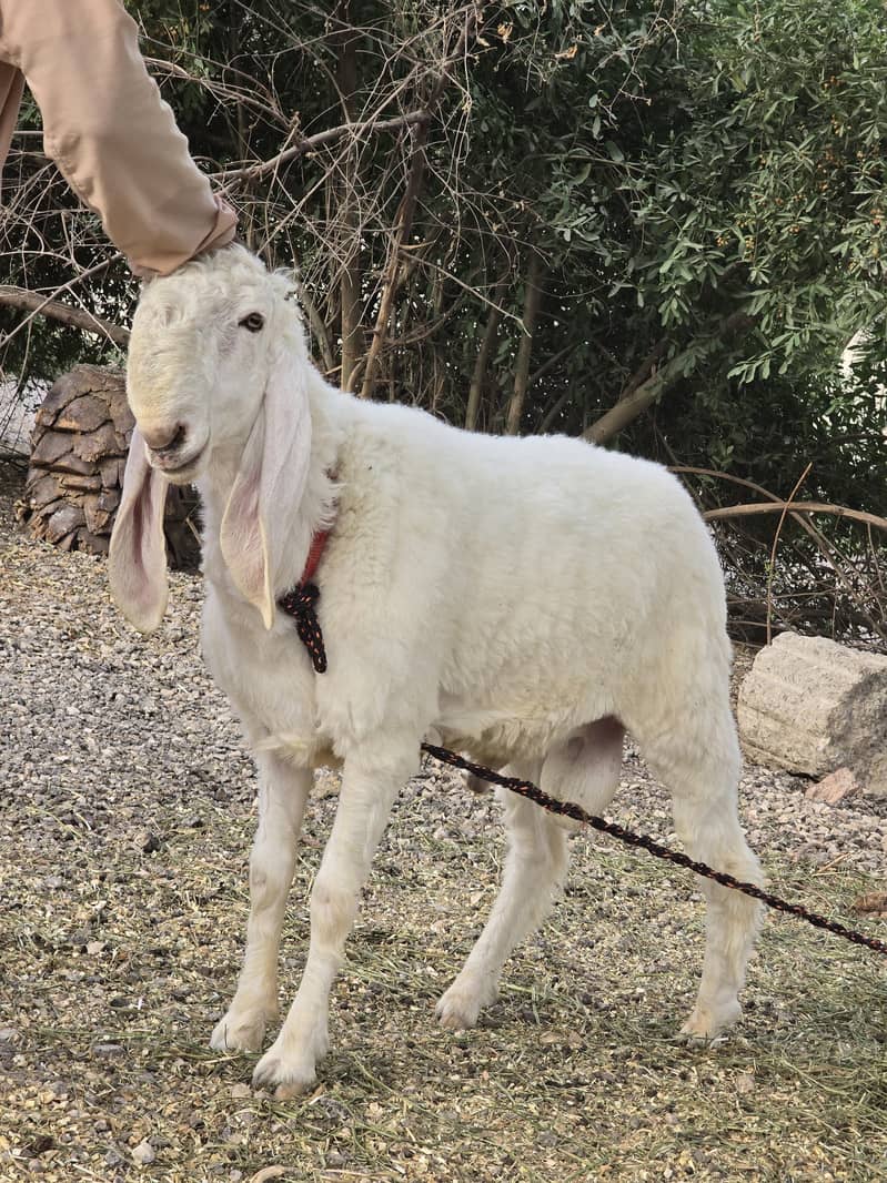 Kajla Chatra | Qurbani Sheep | Dumba Bakra Goat for Sale 6