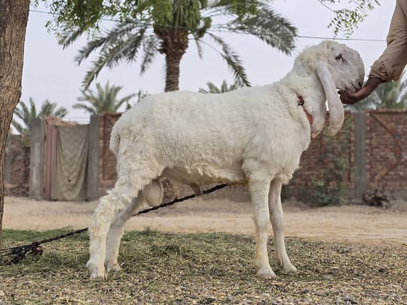 Kajla Chatra | Qurbani Sheep | Dumba Bakra Goat for Sale 7