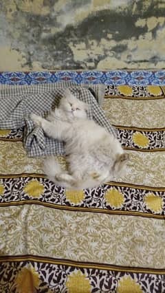 Persian cats