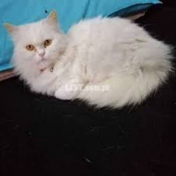 persion cat male triple coted 0