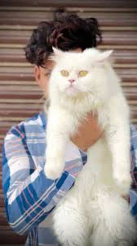 persion cat male triple coted 2