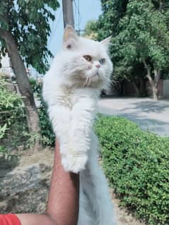 Persian