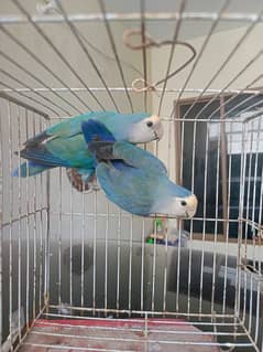 voioet blue peach face love bird breeder pair