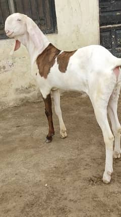 desi Bakra for sale WhatsApp number 03314594754)