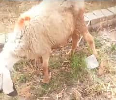 Qurbani