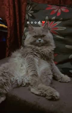 Triple counted Persian cat available very well trained