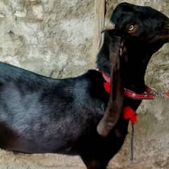 Bakra