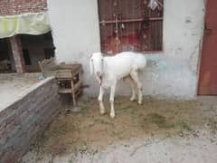 qurbani k janwer. . 03014068551