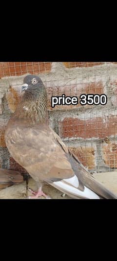 Indian kabootar parwazi pair