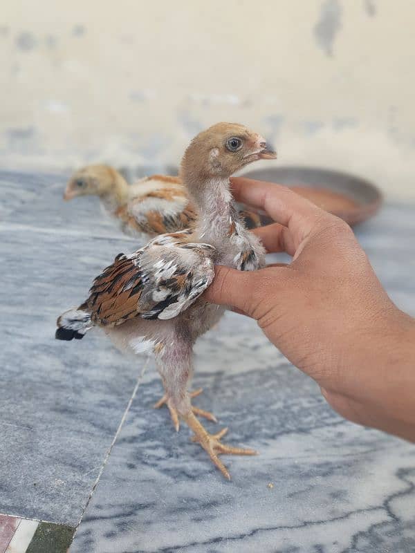 turkish hint or panus pakoye chicks 0